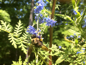 Honey Bee Habitat