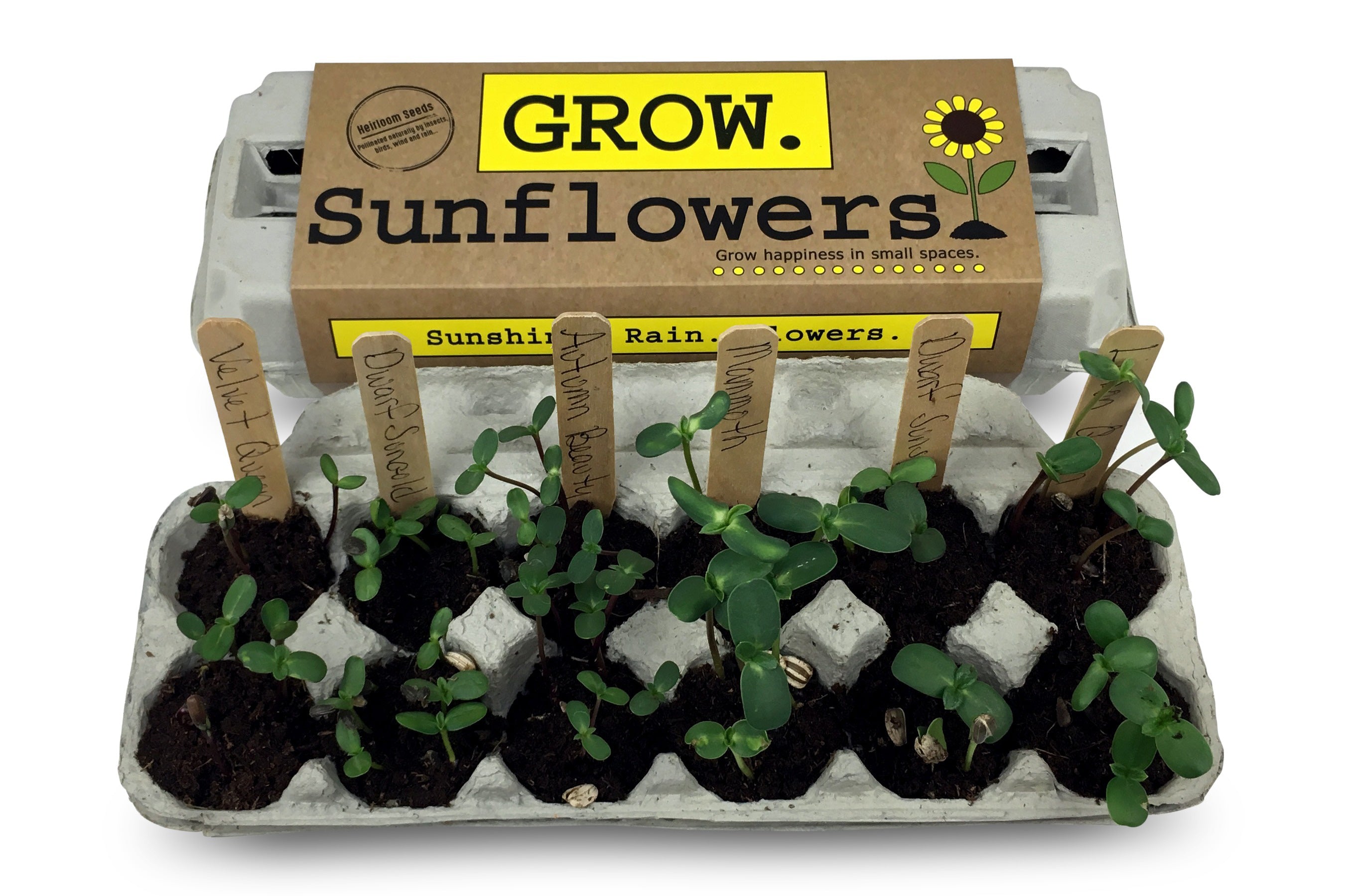 small sunflower seeds for planting Sunflower Garden – Backyardsafarico.com